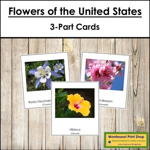 Kwiaty stanowe USA 3-częściowe karty - Botanika - Materiały Montessori do druku - Pobieranie cyfrowe