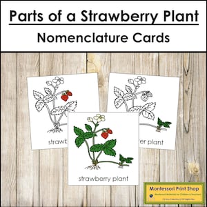 Parts of a Strawberry Plant Nomenclature 3-Part Cards - Montessori Botany - Printable Montessori Materials - Digital Download