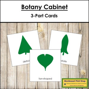 Tarjetas de nomenclatura de 3 partes para el gabinete de botánica Montessori - Ciencia Montessori - Tarjetas Montessori imprimibles - Descarga digital