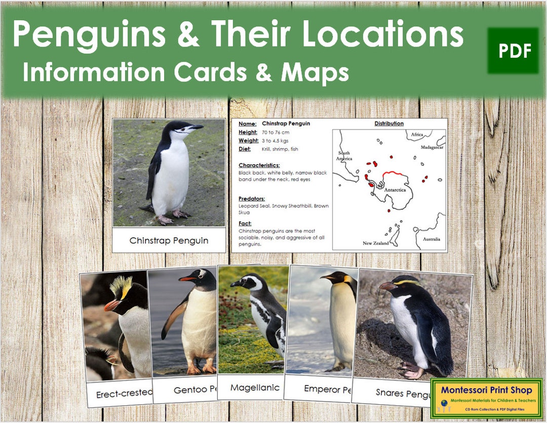 Types of Penguins Information & Distribution Maps Zoology - Etsy Denmark Types of Penguins Information & Distribution Maps Zoology - Etsy Denmark