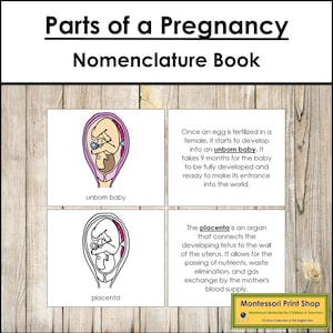 Parts of a Pregnancy Nomenclature Book - Printable Montessori Materials - Digital Download
