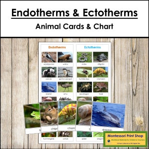 Schede di ordinamento e tabella di controllo degli animali endotermici ed ectotermici - Zoologia - Schede Montessori stampabili - Download digitale