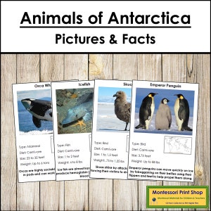 Faits et cartes illustrées sur les animaux de l'Antarctique (code couleur) - zoologie Montessori - cartes Montessori imprimables - téléchargement numérique