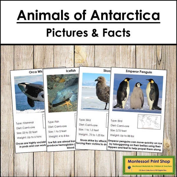 Datos de animales de la Antártida y tarjetas ilustradas (codificadas por colores) - Zoología Montessori - Tarjetas Montessori imprimibles - Descarga digital