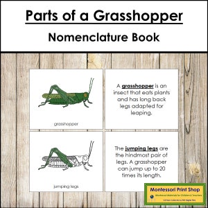Libro sulla nomenclatura delle parti di una cavalletta - Zoologia Montessori - Materiali Montessori stampabili - Download digitale