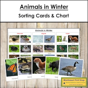 Dieren in de winter-sorteerkaarten en -kaart [migreren, overwinteren, aanpassen] - Montessori-zoölogieactiviteit (digitale download)