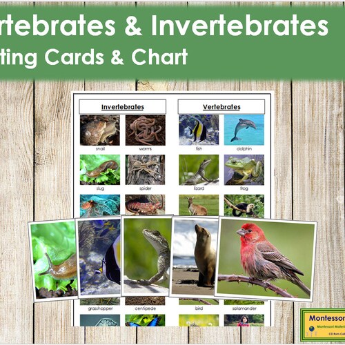 Vertebrates and Invertebrates Sorting Cards & Control Chart - Etsy Vertebrates and Invertebrates Sorting Cards & Control Chart - Etsy
