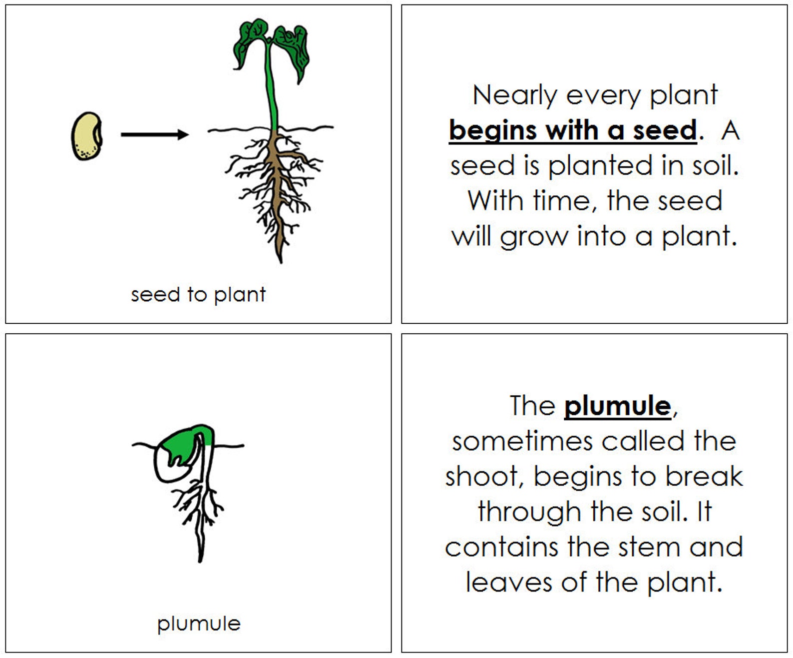 Seed to Plant Life Cycle Nomenclature Book Botany Printable Montessori Materials Digital ...