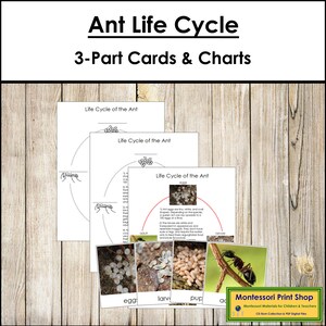 The Ant Life Cycle 3-Part Cards & Charts - Montessori Nomenclature - Printable Montessori Materials - Digital Download