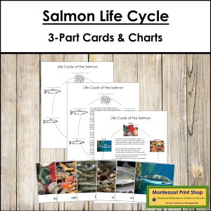 Tarjetas y gráficos de 3 partes sobre el ciclo de vida del salmón - Nomenclatura Montessori - Materiales Montessori imprimibles - Descarga digital