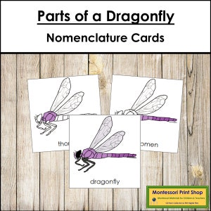 Cartes en 3 parties de la nomenclature des parties d'une libellule - zoologie Montessori - matériel Montessori imprimable - téléchargement numérique