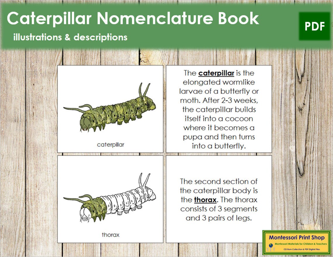 Parts of a Caterpillar Nomenclature Book Montessori Zoology Etsy