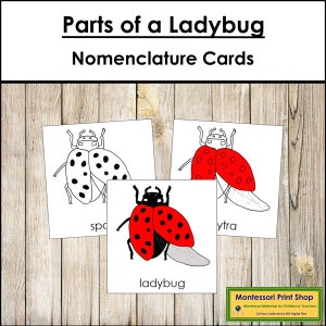Schede in 3 parti con la nomenclatura delle parti di una coccinella - Zoologia Montessori - Materiali Montessori stampabili - Download digitale