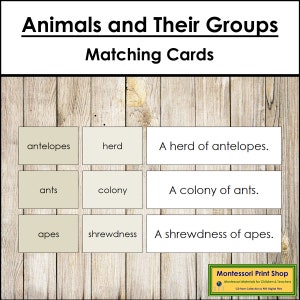 Animali e i loro gruppi (colore) - Zoologia - Schede Montessori stampabili - Download digitale