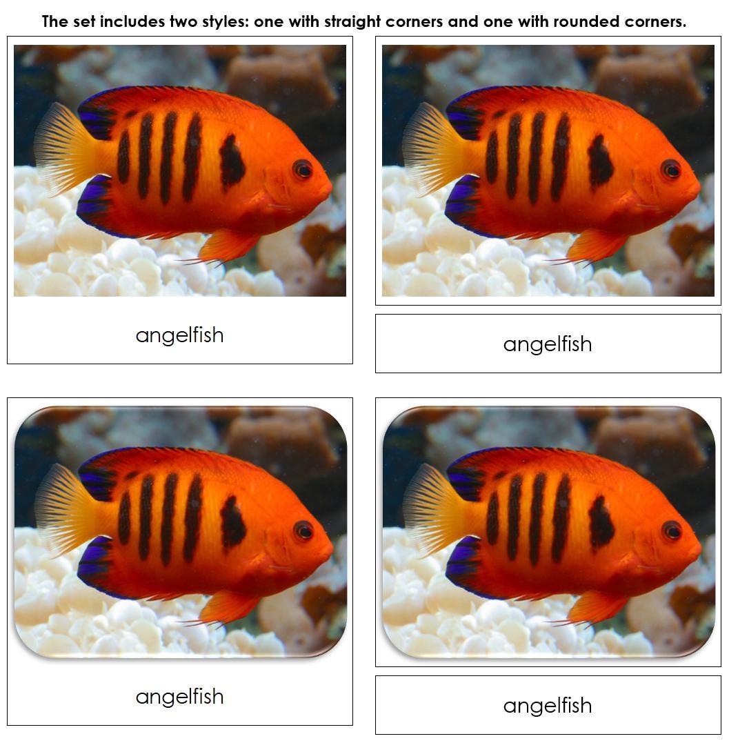 Coral Reef Safari TOOB Cards - Montessori 3-part Cards (digital ...