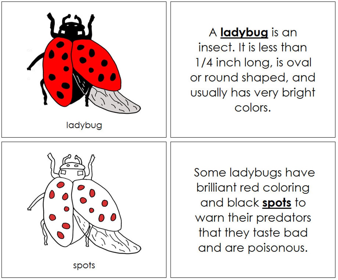 Parts of a Ladybug Nomenclature Book RED Montessori | Etsy New Zealand