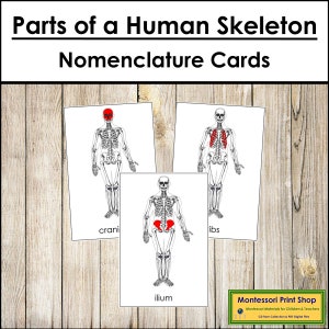 Parts of a Human Skeleton Nomenclature 3-Part Cards - Science - Printable Montessori Materials - Digital Download