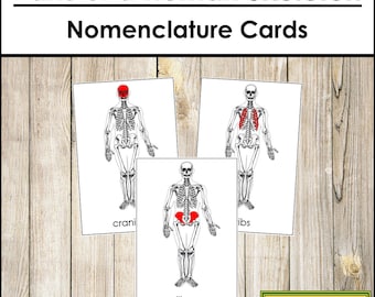 Parts of a Human Skeleton Nomenclature 3-Part Cards - Science - Printable Montessori Materials - Digital Download