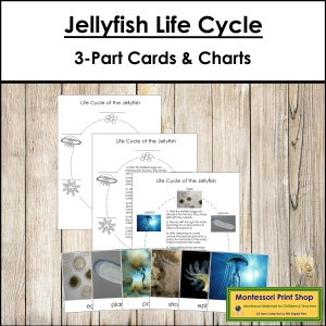 The Jellyfish Life Cycle 3-Part Cards & Charts - Montessori Nomenclature - Printable Montessori Materials - Digital Download