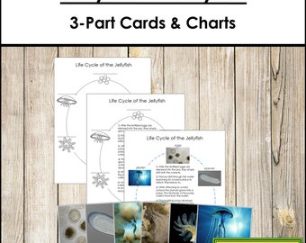 The Jellyfish Life Cycle 3-Part Cards & Charts - Montessori Nomenclature - Printable Montessori Materials - Digital Download