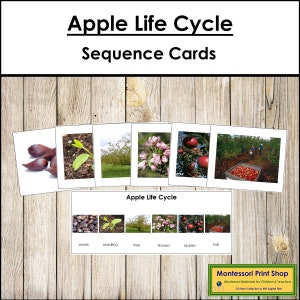 Kaarten met levenscyclusvolgorde van Apple - Montessori-nomenclatuur - Afdrukbare Montessori-materialen - Digitale download