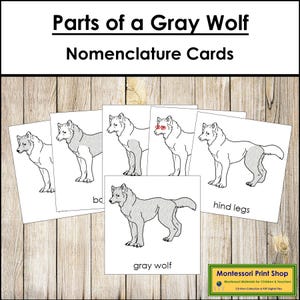 Nomenclatura de las partes del lobo gris: Tarjetas de 3 partes y guía maestra de líneas negras - Zoología Montessori (Descarga digital)