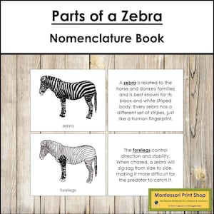 Parties d'un livre de nomenclature de zèbres - zoologie - matériaux Montessori imprimables - téléchargement numérique