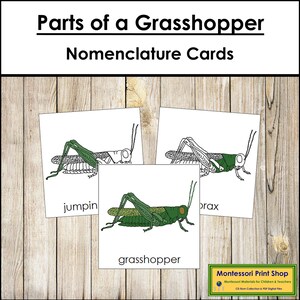Tarjetas de 3 partes con la nomenclatura de las partes de un saltamontes - Zoología Montessori - Materiales Montessori imprimibles - Descarga digital