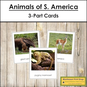 Animali del Sud America - Schede Montessori sui continenti - Geografia - Schede Montessori stampabili - Download digitale