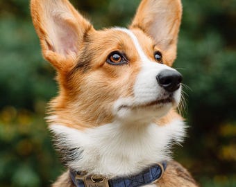 Engraved Dog Collar Personalized With Name Address Number Text Cotton Pet Collar customizable Puppy collar Plaid Blue Color
