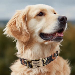 May include: A Golden Retriever dog wearing a camouflage patterned collar with a gold-colored buckle. The collar has a name tag that reads "Bailey" and a phone number. The dog has a light brown coat and is looking to the side.