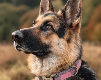 Engraved Dog Collar Personalized With Name Address Number Text Cotton Pet Collar customizable Puppy collar Plaid Pink Color