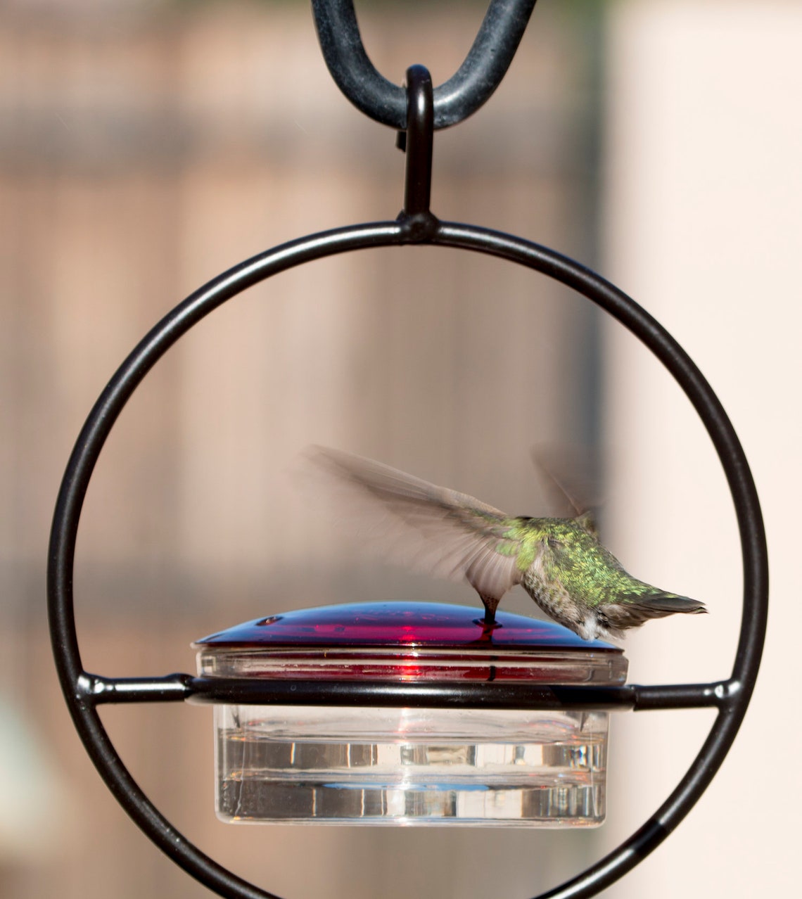 Hummingbird Feeder Beautiful Small Bee & Wasp Proof Made Etsy