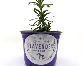 Hidcote Lavender Live Plants & Plugs - Lavandula angustifolia