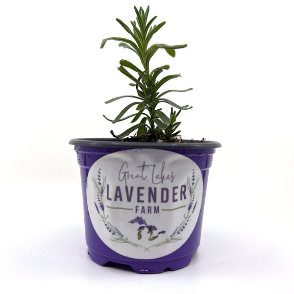 Hidcote Lavender Live Plants & Plugs - Lavandula angustifolia