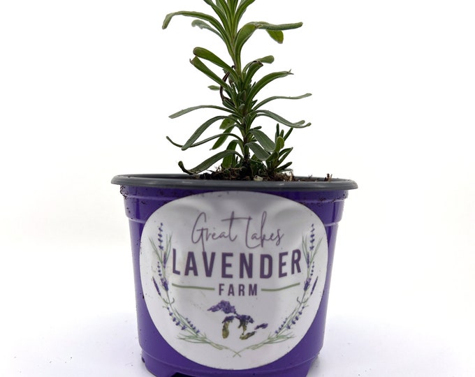 Hidcote Lavender Live Plants & Plugs Lavandula Angustifolia Etsy