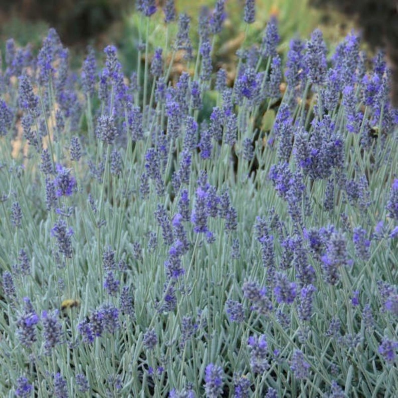 Silver Mist Lavender