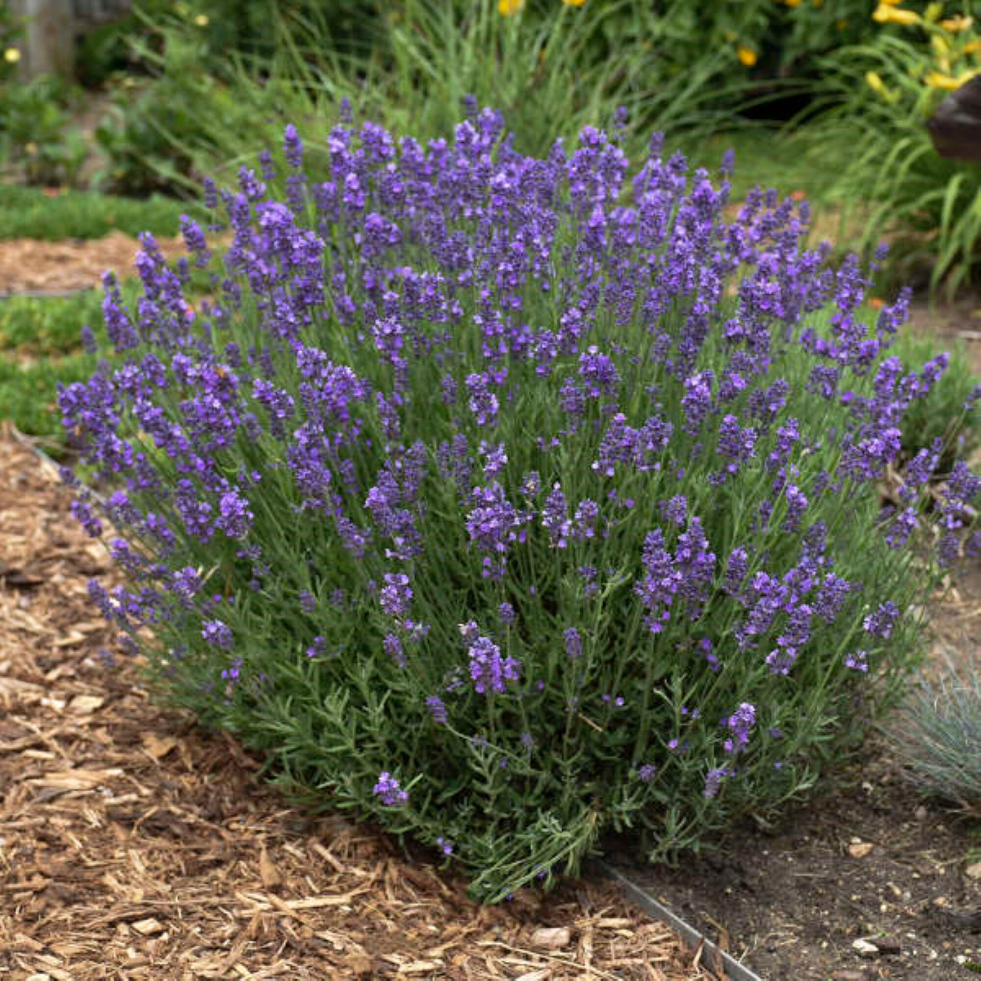Hidcote Lavender Live Plants & Plugs Lavandula Angustifolia Etsy