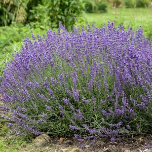 Live Lavender Plant 
