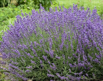 Imperial Gem Lavender Plants & Plugs - Lavandula angustifolia