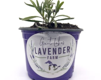 Silver Mist Lavender Live Plants & Plugs - Lavandula angustifolia