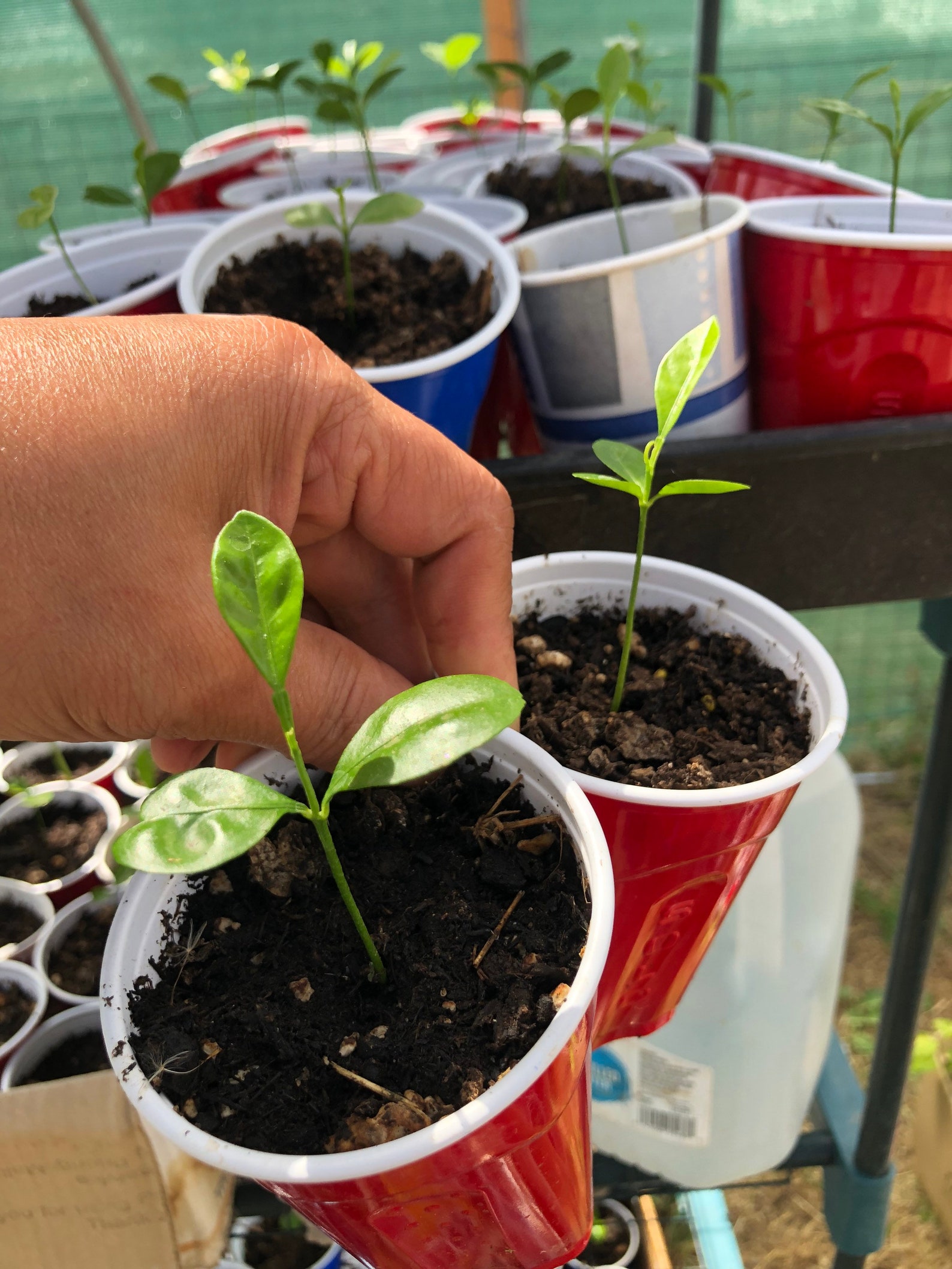 Calamansi seedling starts live plant organic Etsy