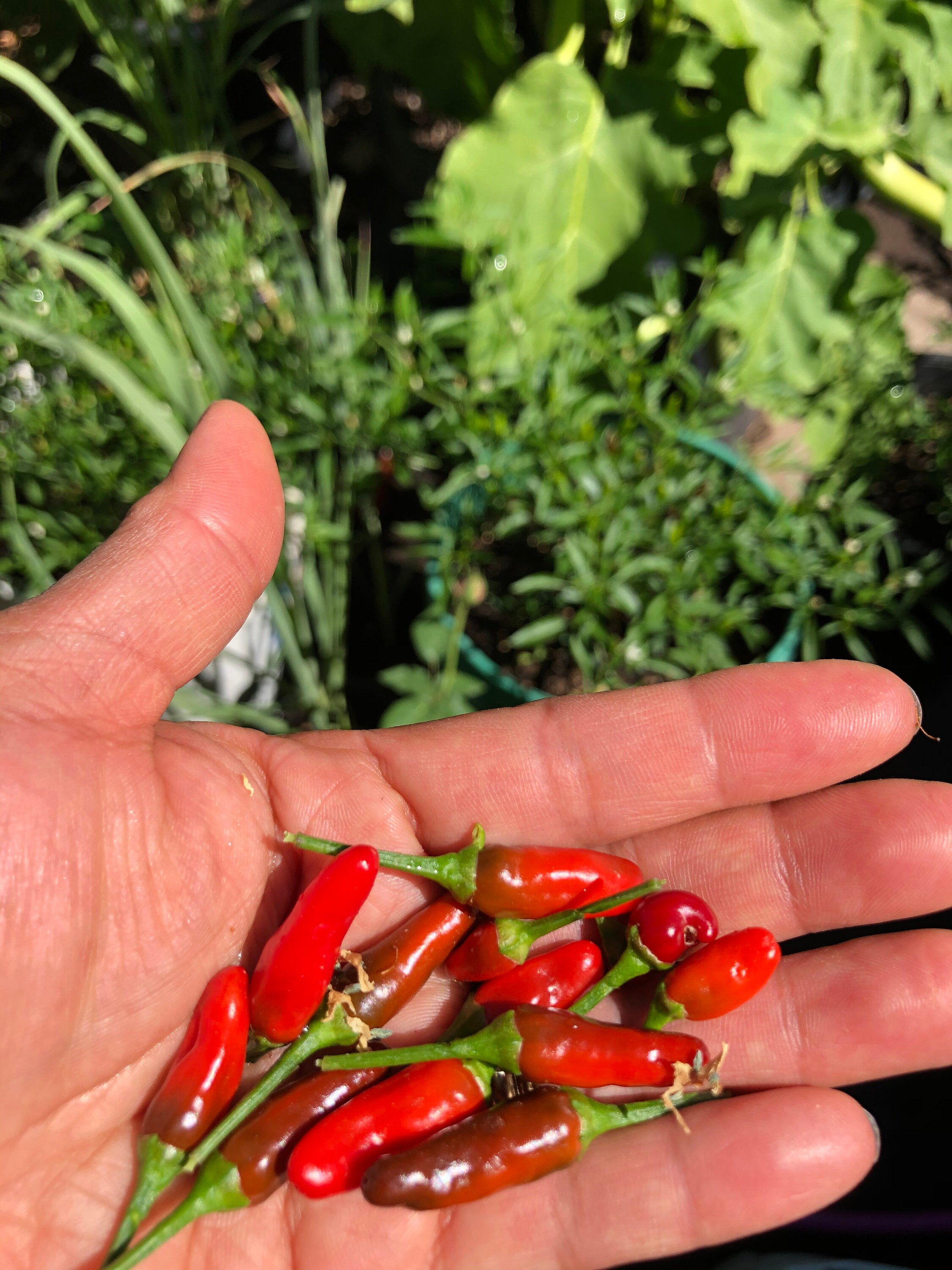 Labuyo chili hot peppers birds eye 25 seeds Etsy