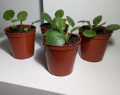 1 x Baby Chinese Money Plant