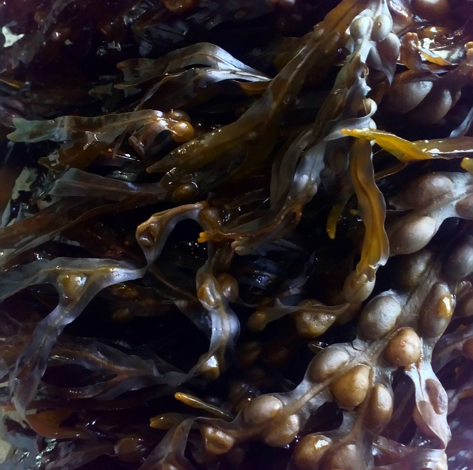 Organic Bladderwrack Dried seaweed for use as garden soil