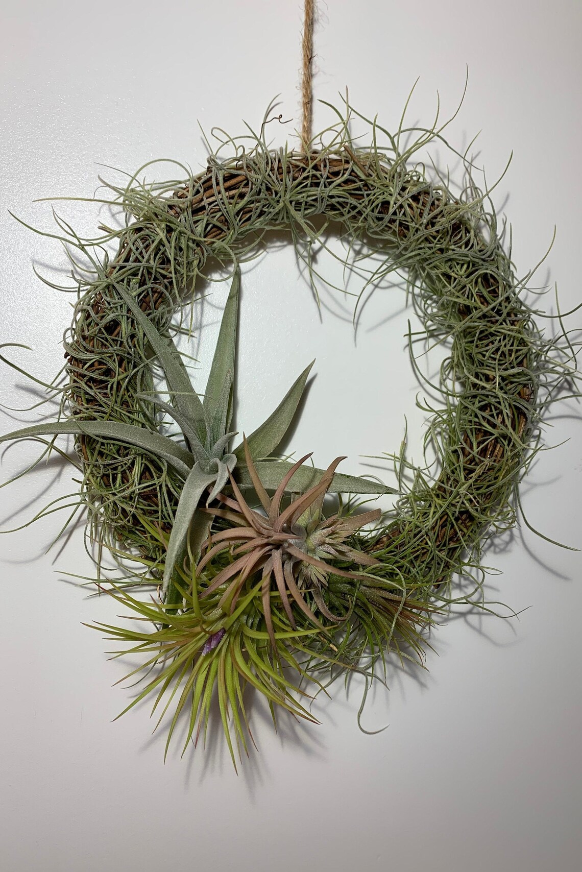Air plant wreath with Spanish moss indoor wreath outdoor Etsy