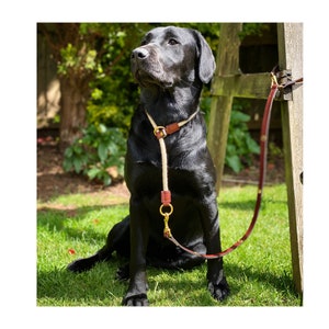 Luxury Handmade Tan Leather Dog Lead & Slip Collar Package | Tether your dog anywhere | Made in England