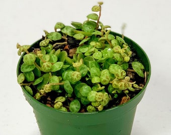 Rare String of Turtles Succulent 3 inch | Peperomia Prostrata | Unique Gift for Her