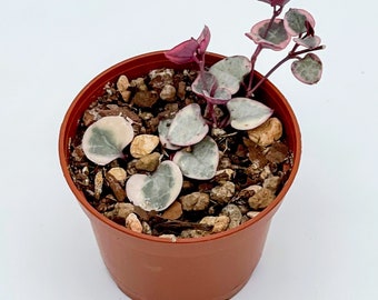 Rare Variegated String of Hearts 3-inch | Ceropegia Woodii | Rosary Vine Live Succulent