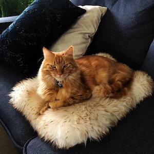 May include: A long-haired orange tabby cat with a blue collar sits on a rectangular, cream-colored faux fur rug. The cat has green eyes and is positioned on a dark blue sofa with a dark blue patterned pillow and a light gray pillow behind it.